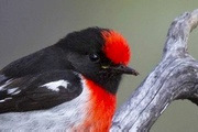 Red-capped Robin (Petroica goodenovii)